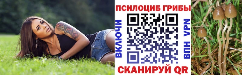 закладка  Байкальск  Псилоцибиновые грибы Cubensis 